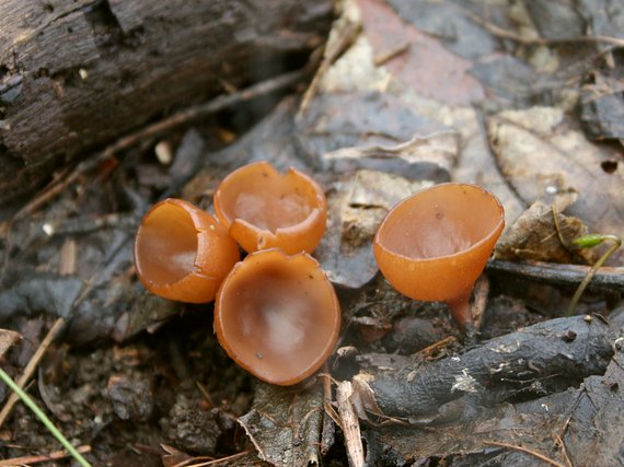 hľuznatka veternicová Dumontinia tuberosa (Bull.) L.M. Kohn