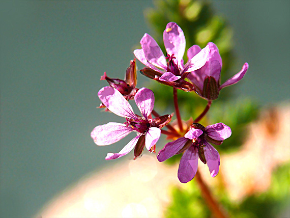 bociannik rozpukovitý Erodium cicutarium (L.) L