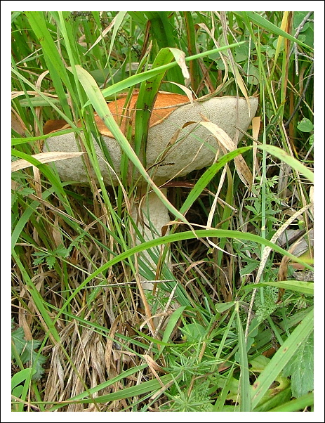 kozák osikový Leccinum albostipitatum den Bakker & Noordel.