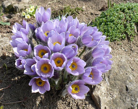 poniklec obyčajný veľkokvetý Pulsatilla grandis Wender.