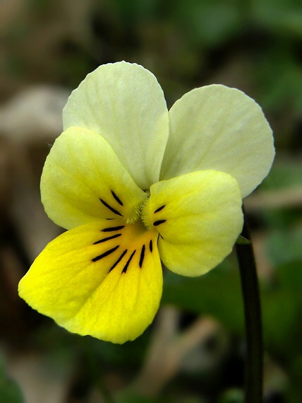 fialka roľná Viola arvensis Murray
