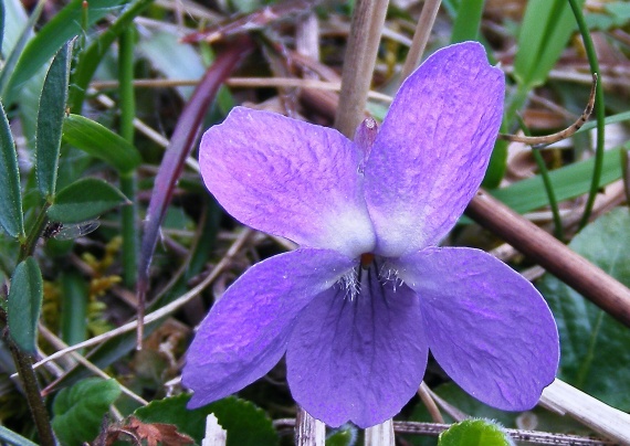 fialka voňavá Viola odorata L.