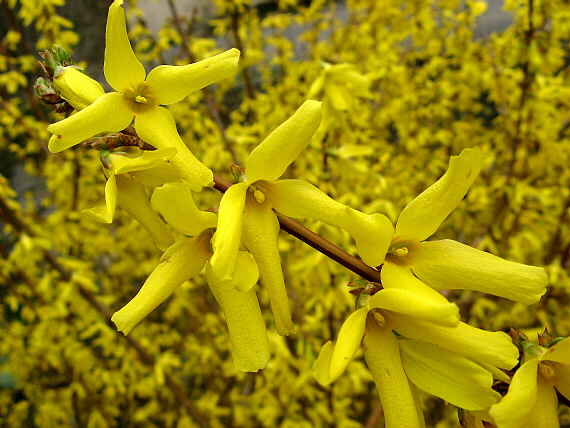 zlatovka forsythia