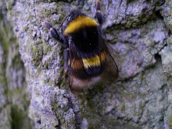 čmelák zemní Bombus terrestris