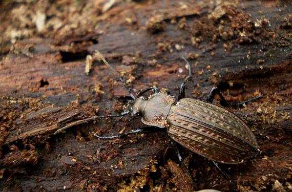 bystruška zrnitá - ♀ Carabus granulatus