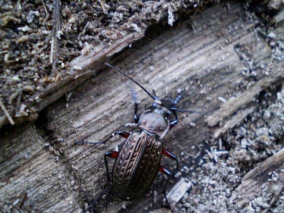 bystruška zrnitá ♂ Carabus granulatus