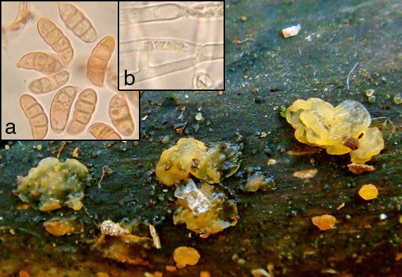 slzovec rôsolovitý Dacrymyces stillatus Nees