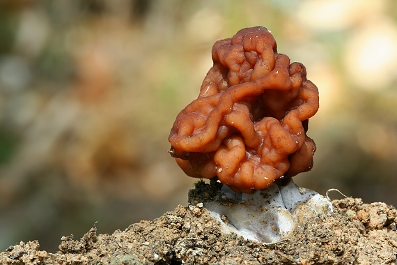 ušiak obyčajný Gyromitra esculenta (Pers.) Fr.