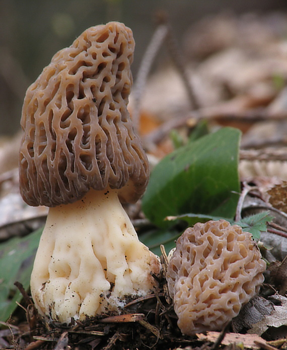 smrčok kužeľovitý Morchella conica Pers.