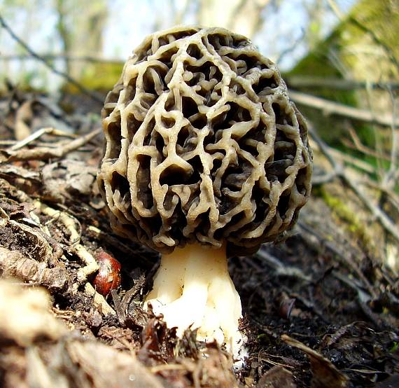 smrčok jedlý Morchella esculenta (L.) Pers.