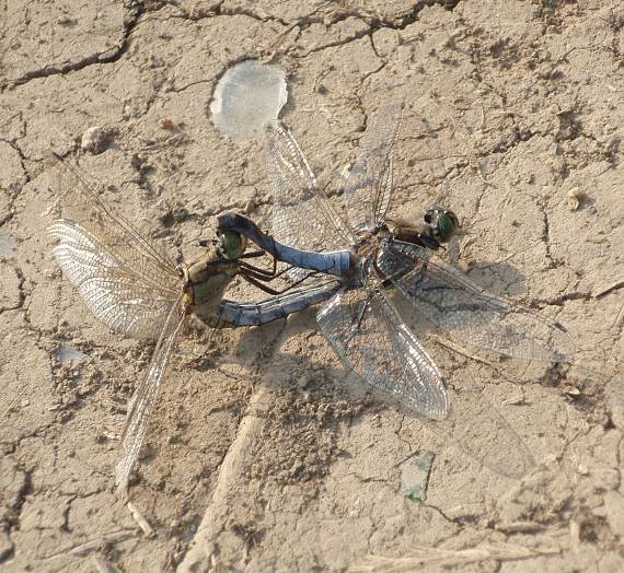 vážka Orthetrum sp., pravdepodobne v. rybničná (O. cancellatum)!