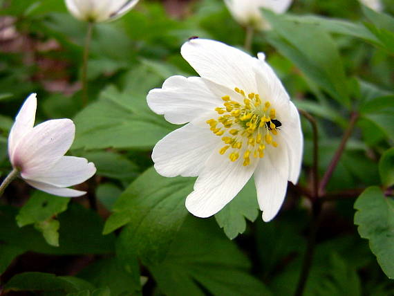 veternica hájna Anemone nemorosa L.