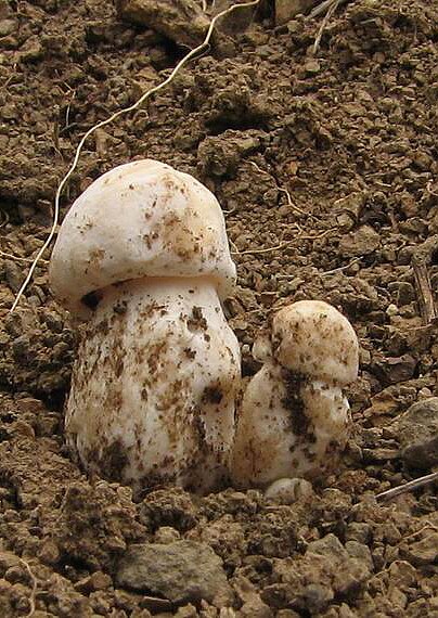 čírovnica májová Calocybe gambosa (Fr.) Donk