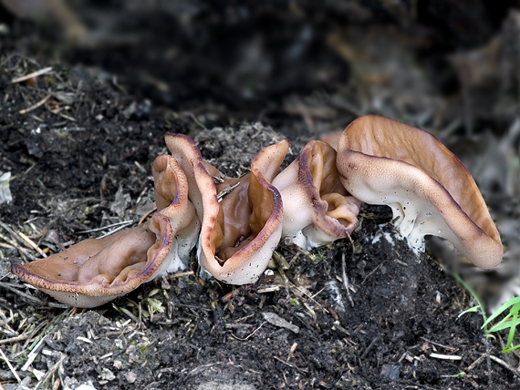 discinka hnedá Discina ancilis (Pers.) Sacc.