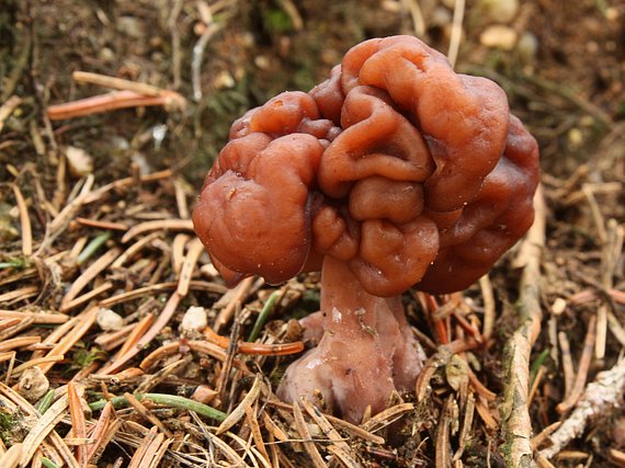 ušiak obyčajný Gyromitra esculenta (Pers.) Fr.