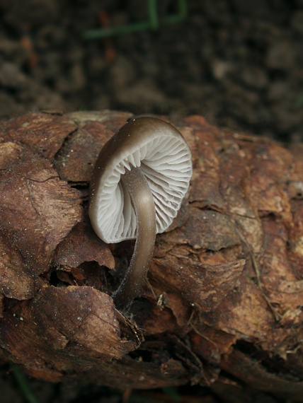 prilbička šišková Mycena strobilicola  J. Favre & Kühner