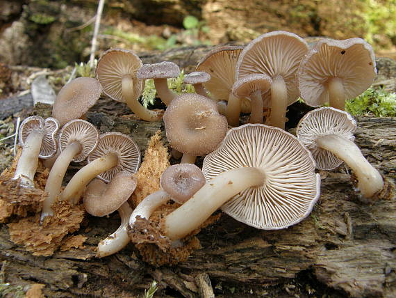 strmělka Trichocybe puberula (Kuyper) Vizzini