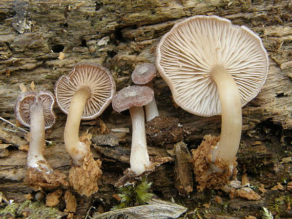 strmělka Trichocybe puberula (Kuyper) Vizzini