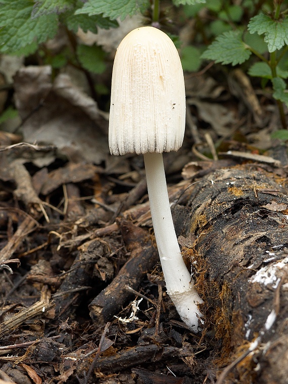 hnojník Coprinus sp.