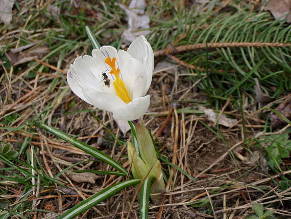 šafrán Crocus sp.