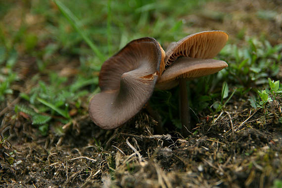 hodvábnica väčšia Entoloma hirtipes (Schumach.) M.M. Moser