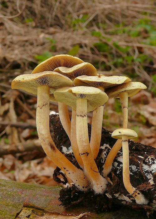 strapcovka zväzkovitá Hypholoma fasciculare (Huds.) P. Kumm.