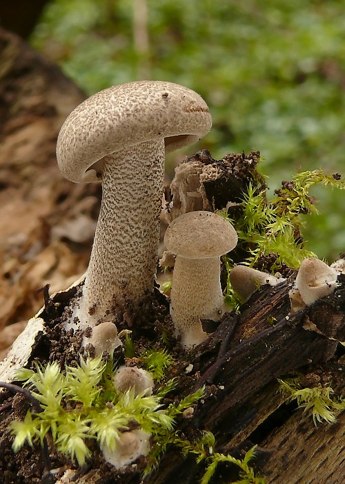 trúdnik strapkatý Lentinus substrictus (Bolton) Zmitr. & Kovalenko