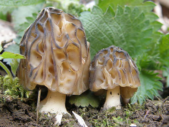 smrčok hybridný Morchella semilibera DC.