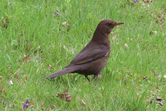 drozd čierny Turdus merula