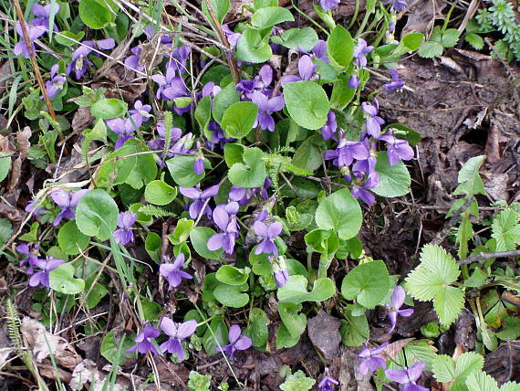 fialka voňavá  Viola odorata L.