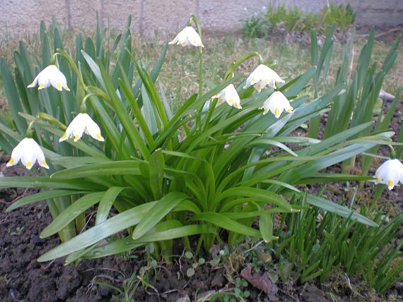 bledula jarná