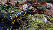 salamandra v daždi