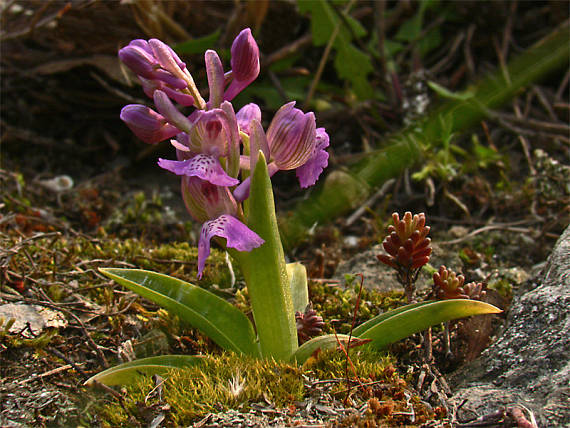 červenohlav obyčajný Anacamptis morio (L.) R. M. Bateman, A. M. Pringeon & M. W. Chase