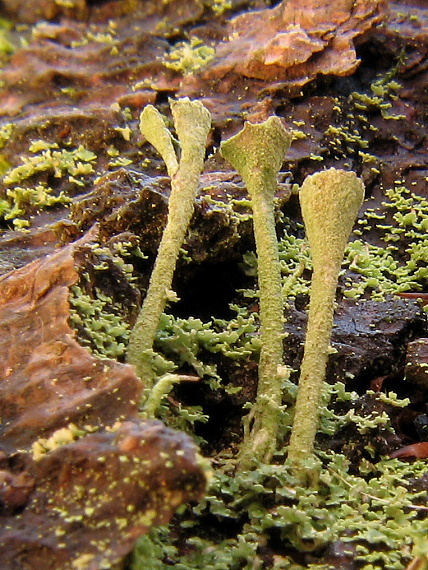 dutohlávka Cladonia fimbriata