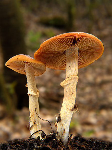 kapucňovec Conocybe aporos Kits van Wav.