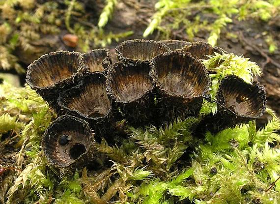 čiaškovec pásikavý Cyathus striatus (Huds.) Willd.