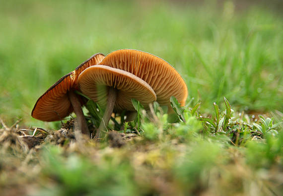 hodvábnica väčšia Entoloma hirtipes (Schumach.) M.M. Moser