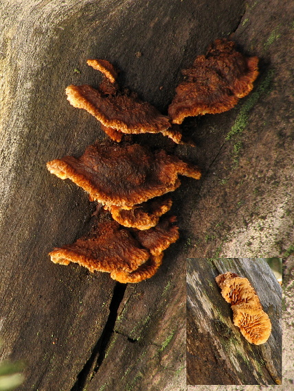 trámovka jedľová? Gloeophyllum abietinum  (Bull.) P. Karst.