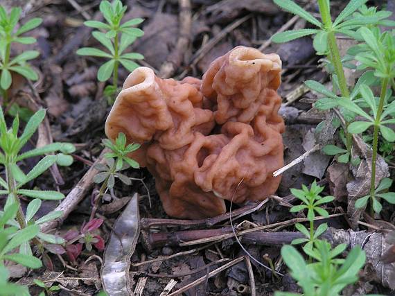 ušiak obrovský? Gyromitra gigas?