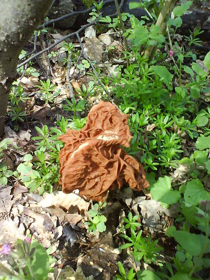 ušiak obrovský Gyromitra gigas (Krombh.) Cooke