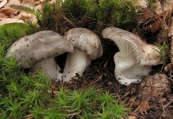 šťavnačka marcová Hygrophorus marzuolus (Fr.) Bres.