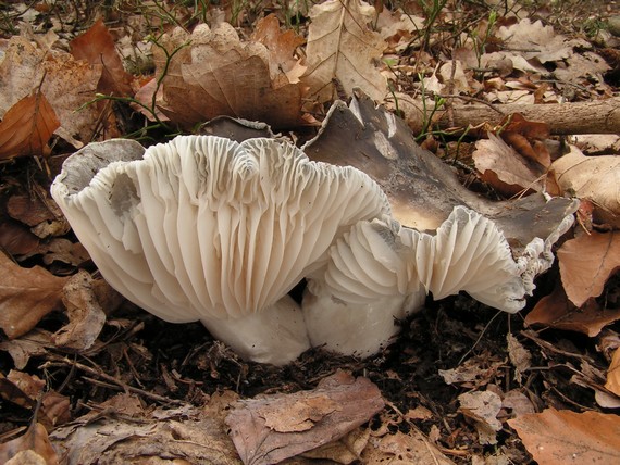 šťavnačka marcová Hygrophorus marzuolus (Fr.) Bres.