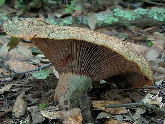 rýdzik krvavý Lactarius sanguifluus (Paulet) Fr.