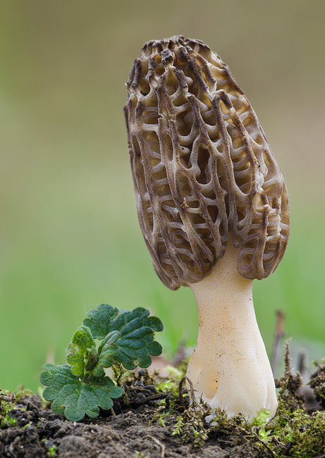 smrčok kužeľovitý Morchella conica Pers.