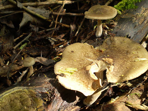 trudník zimný Polyporus cilatus?