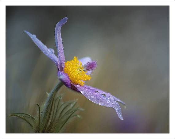 orosená odmena Pulsatilla grandis Wender.