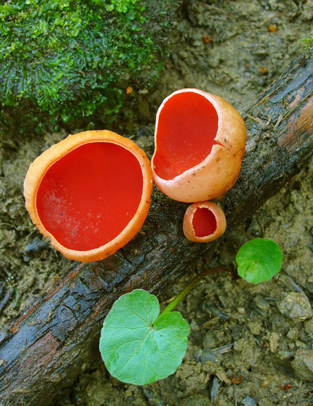 ohnivec šarlátový Sarcoscypha coccinea (Gray) Boud.