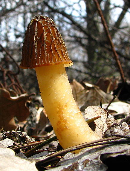 smrčkovec český Verpa bohemica (Krombh.) J. Schröt.