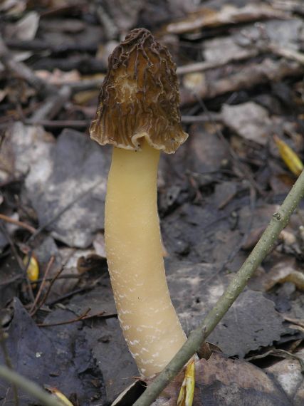 smrčkovec český Verpa bohemica (Krombh.) J. Schröt.