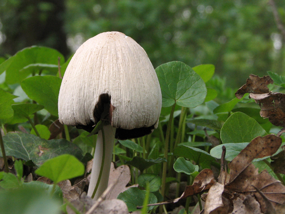 hnojník okrový Coprinellus domesticus (Bolton) Vilgalys, Hopple & Jacq. Johnson